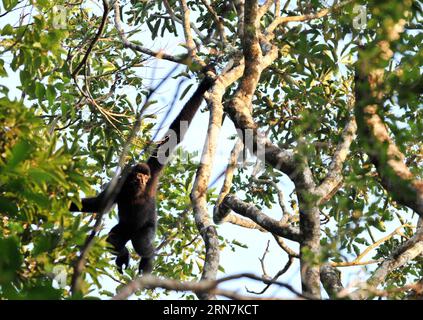 (150911) -- HAIKOU, 11 settembre 2015 -- An Adult Hainan gibbon, or Nomascus Hainanus, si muove su un albero in una riserva naturale a Bawangling, nella provincia di Hainan nella Cina meridionale, 11 settembre 2015. Il gibbon di Hainan è uno dei meno numerosi di tutti i primati attuali e vivono solo nelle foreste pluviali tropicali selvatiche della provincia di Hainan. Secondo l'osservazione, meno di 25 Hainan gibbons vivono nella riserva naturale di Bawangling. ) (zhs) CHINA-HAINAN-NOMASCUS HAINANUS (CN) YangxGuanyu PUBLICATIONxNOTxINxCHN 150911 Haikou Sept 11 2015 to Adult Hainan Gibbon or Nomascus hainanus Moves ON a Tree in a Nature Res Foto Stock