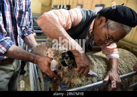 (150914) -- MONTEVIDEO, 13 settembre 2015 -- Un uomo cede una pecora durante il 110° Expo Prado 2015 presso il Rural del Prado Exposition Grounds di Montevideo, capitale dell'Uruguay, il 13 settembre 2015. L'expo, con una storia di oltre un secolo, ha mostrato 2.500 animali di 95 razze. Nicolas Celaya) (da) (ce) URUGUAY-MONTEVIDEO-EXPO PRADO e NICOLASxCELAYA PUBLICATIONxNOTxINxCHN 150914 Montevideo 13 settembre 2015 a Man Shears a Sheep durante la 110a EXPO Prado 2015 PRESSO il Rural del Prado Exposure Grounds a Montevideo capitale dell'Uruguay IL 13 settembre 2015 l'EXPO con una storia di oltre un secolo ha mostrato 2 500 Anim Foto Stock