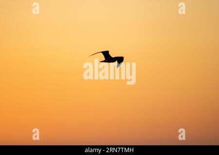 Volo degli uccelli al tramonto Foto Stock