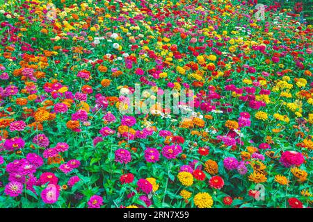 Fiori zinnia elegans. Colore natura sfondo. Zinnia violacea fioritura di fiori di arancio rosso rosa nel fiore del giardino. Giardino con splendidi giardini multicolori Foto Stock