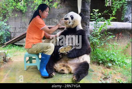 FUZHOU, 25 settembre 2015 -- Un custode nutre panda gigante basi al centro di ricerca e scambio panda a Fuzhou, capitale della provincia del Fujian della Cina sudorientale, 25 settembre 2015. Basi compirà 35 anni a novembre, rendendola più di 100 anni negli anni umani. Il centro di ricerca e scambio dei panda di Fuzhou vuole invitare 50 VIPP (persone molto importanti dei panda), tra cui gli allevatori americani e i membri del pubblico che il panda centenario ha incontrato durante il suo tour di performance a San Diego nel 1987. Basi è probabilmente il panda più famoso della Cina. Nel 1990 fu scelta come prototipo per Pan Pan, la mascotte di Foto Stock