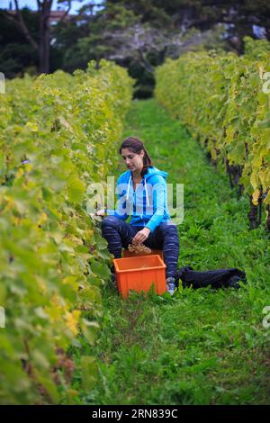 (20151004) -- GINEVRA, 4 ottobre 2015 -- Una raccoglitrice di uva lavora durante le giornate di vendemmia all'interno del villaggio della vite di Alain Chollet a Lavaux, Svizzera, 3 ottobre 2015. Attualmente si trova durante il periodo della vendemmia a Lavaux Vineyard Terrace, accanto al lago di Lemen in Svizzera. Lavaux Vineyard Terrace è iscritto nella lista dei patrimoni dell'umanità dell'UNESCO dal 28 giugno 2007. ) SVIZZERA-LAVAUX-VENDEMMIA XuxJinquan PUBLICATIONxNOTxINxCHN Ginevra 4 ottobre 2015 un Picker di pompelmo lavora durante i giorni della vendemmia all'interno del villaggio della vite di Alain Chollet a Lavaux Svizzera 3 ottobre 2015 attualmente È durante la vendemmia Foto Stock