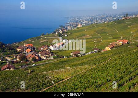 (20151004) -- GINEVRA, 4 ottobre 2015 -- questa foto scattata il 3 ottobre 2015 mostra il bellissimo paesaggio della Terrazza dei vigneti di Lavaux accanto al lago di Lemen in Svizzera. Attualmente si trova durante il periodo della vendemmia a Lavaux Vineyard Terrace, accanto al lago di Lemen in Svizzera. Lavaux Vineyard Terrace è iscritto nella lista dei patrimoni dell'umanità dell'UNESCO dal 28 giugno 2007. ) SVIZZERA-LAVAUX-VENDEMMIA XuxJinquan PUBLICATIONxNOTxINxCHN Ginevra 4 ottobre 2015 questa foto scattata IL 3 ottobre 2015 mostra il bellissimo paesaggio della Terrazza dei vigneti di Lavaux accanto al lago di in Svizzera È curre Foto Stock