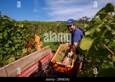 (20151004) -- GINEVRA, 4 ottobre 2015 -- Una raccoglitrice di uva lavora durante le giornate di vendemmia all'interno del villaggio della vite di Alain Chollet a Lavaux, Svizzera, 3 ottobre 2015. Attualmente si trova durante il periodo della vendemmia a Lavaux Vineyard Terrace, accanto al lago di Lemen in Svizzera. Lavaux Vineyard Terrace è iscritto nella lista dei patrimoni dell'umanità dell'UNESCO dal 28 giugno 2007. ) SVIZZERA-LAVAUX-VENDEMMIA XuxJinquan PUBLICATIONxNOTxINxCHN Ginevra 4 ottobre 2015 un Picker di pompelmo lavora durante i giorni della vendemmia all'interno del villaggio della vite di Alain Chollet a Lavaux Svizzera 3 ottobre 2015 attualmente È durante la vendemmia Foto Stock