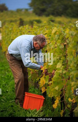 (20151004) -- GINEVRA, 4 ottobre 2015 -- Una raccoglitrice di uva lavora durante le giornate di vendemmia all'interno del villaggio della vite di Alain Chollet a Lavaux, Svizzera, 3 ottobre 2015. Attualmente si trova durante il periodo della vendemmia a Lavaux Vineyard Terrace, accanto al lago di Lemen in Svizzera. Lavaux Vineyard Terrace è iscritto nella lista dei patrimoni dell'umanità dell'UNESCO dal 28 giugno 2007. ) SVIZZERA-LAVAUX-VENDEMMIA XuxJinquan PUBLICATIONxNOTxINxCHN Ginevra 4 ottobre 2015 un Picker di pompelmo lavora durante i giorni della vendemmia all'interno del villaggio della vite di Alain Chollet a Lavaux Svizzera 3 ottobre 2015 attualmente È durante la vendemmia Foto Stock