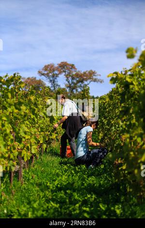 (20151004) -- GINEVRA, 4 ottobre 2015 -- i raccoglitori d'uva lavorano durante le giornate di raccolta all'interno dell'Alain Chollet Vine Village di Lavaux, Svizzera, 3 ottobre 2015. Attualmente si trova durante il periodo della vendemmia a Lavaux Vineyard Terrace, accanto al lago di Lemen in Svizzera. Lavaux Vineyard Terrace è iscritto nella lista dei patrimoni dell'umanità dell'UNESCO dal 28 giugno 2007. ) SVIZZERA-LAVAUX-VENDEMMIA XuxJinquan PUBLICATIONxNOTxINxCHN Ginevra OCT 4 2015 i Pickers di pompelmo lavorano durante le giornate di vendemmia all'interno del Villaggio della vite di Alain Chollet a Lavaux Svizzera OCT 3 2015 attualmente È in fase di VENDEMMIA Foto Stock