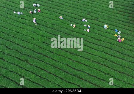 (151009) - QUANZHOU, - foto aerea scattata il 7 ottobre 2015 mostra gli agricoltori che raccolgono foglie di tè al villaggio Juyuan della città di Quanzhou, nella provincia del Fujian della Cina sud-orientale. (Ry) CHINA-FUJIAN-TEA PLANTATION (CN) ZhangxJiuqiang PUBLICATIONxNOTxINxCHN 151009 foto aerea di Quanzhou scattata IL 7 ottobre 2015 mostra gli agricoltori che raccolgono foglie di tè AL villaggio di Juyuan della città di Quanzhou nella provincia del Fujian nella Cina sudorientale Ry nella piantagione di tè del Fujian CN PUBLICATIONxTxINxCHN Foto Stock