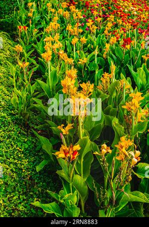 Yellow canna Lily all'aperto in un giardino. Bellissimo fiore di canna con foglie verdi in giardino. Campo di fiori misti. Un fiore di canna rosso-arancio in fiore Foto Stock