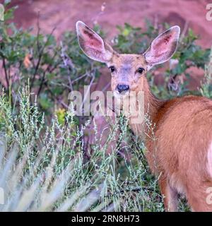 Garden of the Gods Colorado - Colorado Springs State Park & National Natural Landmark - precedentemente Red Rock Corral - formazioni rocciose geologiche Foto Stock