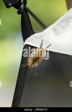 Banded Tussock Moth Caterpillar On Screen Door Halysidota tessellaris Foto Stock