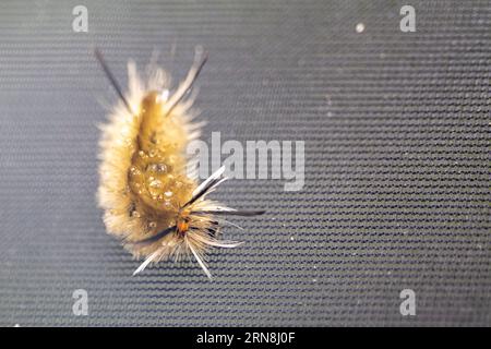 Banded Tussock Moth Caterpillar On Screen Door Halysidota tessellaris Foto Stock