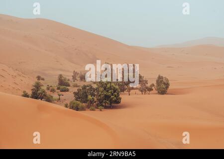 Dune di sabbia e oasi con alberi nel deserto del Sahara Merzouga, Marocco Foto Stock