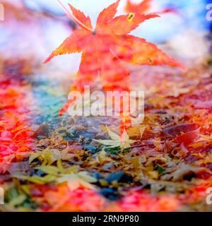 (151215) -- PECHINO, 15 dicembre 2015 -- foto scattata con esposizione multipla il 25 novembre 2015 mostra foglie d'acero a Kyoto, Giappone. ) JAPAN-KYOTO-MAPLE LEAVES ZhangxCheng PUBLICATIONxNOTxINxCHN 151215 Pechino DEC 15 2015 foto scattata con esposizione multipla IL 25 2015 novembre mostra foglie di acero a Kyoto Giappone Giappone Kyoto foglie di acero ZhangxCheng PUBLICATIONxNOTxINxCHN Foto Stock