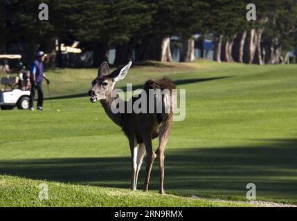 (151217) -- CALIFORNIA, 17 dicembre 2015 -- foto scattata nel novembre 2014 mostra un cervo che corre in un campo da golf sulla 17-Mile Drive in California, Stati Uniti. La 17-Mile Drive è ampiamente riconosciuta come una delle strade più panoramiche del mondo. Il famoso punto di riferimento costiero attraversa Pacific Grove fino a Pebble Beach, dalla suggestiva costa del Pacifico alla maestosa foresta del Monte). U.S.-CALIFORNIA-17-MILE DRIVE-SCENOGRAFIA YangxLei PUBLICATIONxNOTxINxCHN 151217 California DEC 17 2015 foto scattate nel novembre 2014 mostra un cervo CHE CORRE IN un campo da golf SULLA 17 Mile Drive in California The United sta Foto Stock