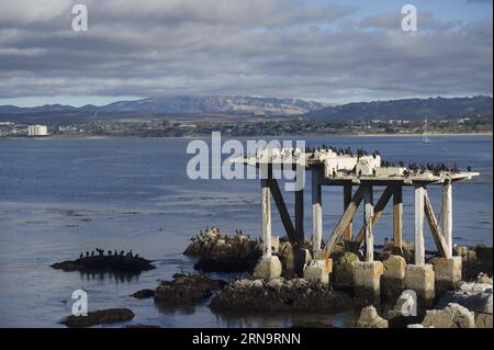 (151217) -- CALIFORNIA, 17 dicembre 2015 -- foto scattata nel settembre 2013 mostra uccelli marini su 17-Mile Drive in California, Stati Uniti. La 17-Mile Drive è ampiamente riconosciuta come una delle strade più panoramiche del mondo. Il famoso punto di riferimento costiero attraversa Pacific Grove fino a Pebble Beach, dalla suggestiva costa del Pacifico alla maestosa foresta del Monte). U.S.-CALIFORNIA-17-MILE DRIVE-SCENOGRAFIA YangxLei PUBLICATIONxNOTxINxCHN 151217 California DEC 17 2015 foto scattate nel settembre 2013 mostra Seabird SU 17 Mile Drive in California la 17 Mile Drive degli Stati Uniti È ampiamente riconosciuta come One o Foto Stock