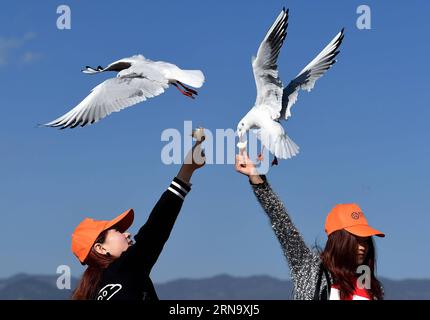 (151224) -- KUNMING, Dec. 24, 2015 -- Tourists feed black-headed gulls on the Dianchi Lake in Kunming, capital of southwest China s Yunnan Province, Dec. 23, 2015. The Dianchi Lake here has attracted more than 40,000 black-headed gulls to live through winter this year, a record high within 31 years. ) (lfj) CHINA-YUNNAN-KUNMING-BLACK-HEADED GULLS (CN) LinxYiguang PUBLICATIONxNOTxINxCHN   Kunming DEC 24 2015 tourists Feed Black Headed gull ON The Dianchi Lake in Kunming Capital of Southwest China S Yunnan Province DEC 23 2015 The Dianchi Lake Here has attracted More than 40 000 Black Headed gul Stock Photo