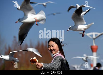 (151224) -- KUNMING, 24 dicembre 2015 -- Un turista alimenta gabbiani dalla testa nera sul lago Dianchi a Kunming, capitale della provincia dello Yunnan della Cina sud-occidentale, 23 dicembre 2015. Il lago Dianchi ha attirato più di 40.000 gabbiani dalla testa nera a vivere quest'anno durante l'inverno, un record in 31 anni. ) (lfj) CHINA-YUNNAN-KUNMING-BLACK-HEAD GULLS (CN) LinxYiguang PUBLICATIONxNOTxINxCHN Kunming DEC 24 2015 un turista alimenta il gabbiano con testa nera SUL lago Dianchi a Kunming capitale della provincia dello Yunnan della Cina sud-occidentale DEC 23 2015 il lago Dianchi qui ha attirato più di 40 000 teste nere Foto Stock