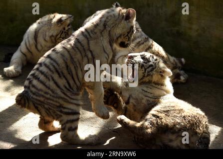 Bilder des Tages Cina: Nachwuchs bei Weißen Tigern in Kunming (151224) -- KUNMING, 24 dicembre 2015 -- i cuccioli di tigre bianche sono visti nel Parco degli animali selvatici dello Yunnan a Kunming, capitale della provincia dello Yunnan della Cina sud-occidentale, 24 dicembre 2015. Un raro set di quintuplets tigre bianche è nato il 26 ottobre 2015 nel parco. Tutti e cinque i cuccioli sono sopravvissuti al loro fragile periodo neonato, considerato dagli esperti un miracolo nella storia dell'allevamento della tigre bianca). (wf) CHINA-YUNNAN-WHITE TIGER-QUINTUPLETS (CN) LinxYiguang PUBLICATIONxNOTxINxCHN Images the Day China Offspring at Whitening Tigers in Kunming 151224 Kunming D. Foto Stock