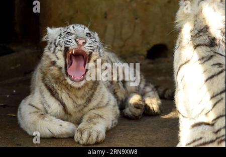 Cina: Nachwuchs bei Weißen Tigern in Kunming (151224) -- KUNMING, 24 dicembre 2015 -- i cuccioli di tigre bianche sono visti nel Parco degli animali selvatici dello Yunnan a Kunming, capitale della provincia dello Yunnan della Cina sud-occidentale, 24 dicembre 2015. Un raro set di quintuplets tigre bianche è nato il 26 ottobre 2015 nel parco. Tutti e cinque i cuccioli sono sopravvissuti al loro fragile periodo neonato, considerato dagli esperti un miracolo nella storia dell'allevamento della tigre bianca). (wf) CHINA-YUNNAN-WHITE TIGER-QUINTUPLETS (CN) LinxYiguang PUBLICATIONxNOTxINxCHN China Prospring at Whitening Tigers in Kunming 151224 Kunming DEC 24 2015 White Tiger Cubs are Foto Stock