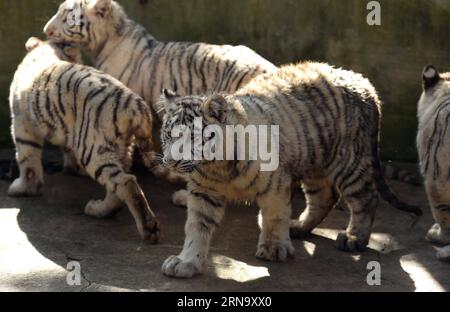 Cina: Nachwuchs bei Weißen Tigern in Kunming (151224) -- KUNMING, 24 dicembre 2015 -- i cuccioli di tigre bianche sono visti nel Parco degli animali selvatici dello Yunnan a Kunming, capitale della provincia dello Yunnan della Cina sud-occidentale, 24 dicembre 2015. Un raro set di quintuplets tigre bianche è nato il 26 ottobre 2015 nel parco. Tutti e cinque i cuccioli sono sopravvissuti al loro fragile periodo neonato, considerato dagli esperti un miracolo nella storia dell'allevamento della tigre bianca). (wf) CHINA-YUNNAN-WHITE TIGER-QUINTUPLETS (CN) LinxYiguang PUBLICATIONxNOTxINxCHN China Prospring at Whitening Tigers in Kunming 151224 Kunming DEC 24 2015 White Tiger Cubs are Foto Stock