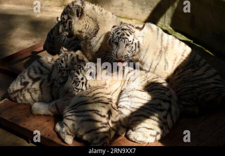 Cina: Nachwuchs bei Weißen Tigern in Kunming (151224) -- KUNMING, 24 dicembre 2015 -- i cuccioli di tigre bianche sono visti nel Parco degli animali selvatici dello Yunnan a Kunming, capitale della provincia dello Yunnan della Cina sud-occidentale, 24 dicembre 2015. Un raro set di quintuplets tigre bianche è nato il 26 ottobre 2015 nel parco. Tutti e cinque i cuccioli sono sopravvissuti al loro fragile periodo neonato, considerato dagli esperti un miracolo nella storia dell'allevamento della tigre bianca). (wf) CHINA-YUNNAN-WHITE TIGER-QUINTUPLETS (CN) LinxYiguang PUBLICATIONxNOTxINxCHN China Prospring at Whitening Tigers in Kunming 151224 Kunming DEC 24 2015 White Tiger Cubs are Foto Stock