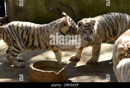 (151224) -- KUNMING, 24 dicembre 2015 -- i cuccioli di tigre bianche sono visti al Parco degli animali selvatici dello Yunnan a Kunming, capitale della provincia dello Yunnan della Cina sud-occidentale, 24 dicembre 2015. Un raro set di quintuplets tigre bianche è nato il 26 ottobre 2015 nel parco. Tutti e cinque i cuccioli sono sopravvissuti al loro fragile periodo neonato, considerato dagli esperti un miracolo nella storia dell'allevamento della tigre bianca). (wf) CHINA-YUNNAN-WHITE TIGER-QUINTUPLETS (CN) LinxYiguang PUBLICATIONxNOTxINxCHN 151224 Kunming DEC 24 2015 White Tiger Cubs are Lakes AT the Yunnan Wild Animal Park in Kunming capitale della provincia dello Yunnan della Cina sudoccidentale Foto Stock