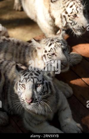 Cina: Nachwuchs bei Weißen Tigern in Kunming (151224) -- KUNMING, 24 dicembre 2015 -- i cuccioli di tigre bianche sono visti nel Parco degli animali selvatici dello Yunnan a Kunming, capitale della provincia dello Yunnan della Cina sud-occidentale, 24 dicembre 2015. Un raro set di quintuplets tigre bianche è nato il 26 ottobre 2015 nel parco. Tutti e cinque i cuccioli sono sopravvissuti al loro fragile periodo neonato, considerato dagli esperti un miracolo nella storia dell'allevamento della tigre bianca). (wf) CHINA-YUNNAN-WHITE TIGER-QUINTUPLETS (CN) LinxYiguang PUBLICATIONxNOTxINxCHN China Prospring at Whitening Tigers in Kunming 151224 Kunming DEC 24 2015 White Tiger Cubs are Foto Stock