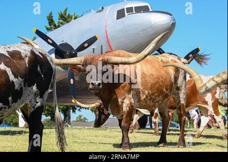 Oklahoma, USA. 24 agosto 2023. I Longhorns pascolano mentre camminano attraverso la Altus Air Force base, nel corso del 25th Annual Cattle Drive, 24 agosto 2023. L'evento annuale onora l'originale Great Western Cattle Trail, dove milioni di bovini hanno camminato per oltre 2.000 chilometri dal Texas al Canada. Credito: U.S. Air Force/ZUMA Press Wire/ZUMAPRESS.com/Alamy Live News Foto Stock