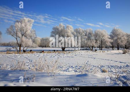 (160112) -- ALTAY, 11 gennaio 2016 -- foto scattata l'11 gennaio 2016 mostra paesaggi rime accanto al fiume Kiran, Altay, regione autonoma di Xinjiang Uygur della Cina nordoccidentale. ) (Ry) CHINA-XINJIANG-ALTAY-RIME(CN) YexErjiang PUBLICATIONxNOTxINxCHN 160112 Altay Jan 11 2016 foto scattata L'11 gennaio 2016 mostra paesaggi di Rime accanto al fiume Kiran Altay Altay regione autonoma Xinjiang Uygur della Cina nord-occidentale Ry China Xinjiang Altay Rime CN YexErjiang PUBLICATIONXNOTxINXINxCHN Foto Stock