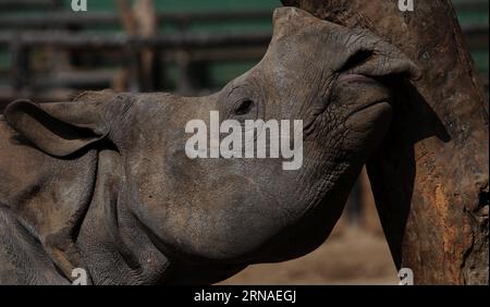 (160122) -- KATHMANDU, 22 gennaio 2016 -- foto scattata il 22 gennaio 2016 mostra un rinoceronte che si strofina la testa su un albero allo zoo centrale di Lalitpur, Nepal. ) NEPAL-LALITPUR-CENTRAL ZOO SunilxSharma PUBLICATIONxNOTxINxCHN 160122 Kathmandu 22 gennaio 2016 foto scattata IL 22 gennaio 2016 mostra un rinoceronte che si sfrega la testa SU un albero ALLO Zoo centrale di Lalitpur Nepal Nepal Lalitpur Central Zoo SunilxSharma PUBLICATIONxNOTxINxCHN Foto Stock