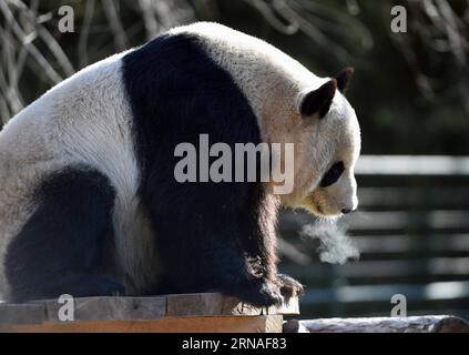 (160123) -- BEIJING, Jan. 23, 2016 -- A panda rests in the sunshine in the zoo of Beijing, capital of China, Jan. 23, 2016. The highest temperature in Beijing dropped to minus 10 degrees Celsius on Friday and will hit a 30-year low record of minus 17 degrees Celsius from Saturday through Sunday, the Beijing meteorological station said. The zoo protected its animals from the cold wave in various ways. )(wjq) CHINA-BEIJING-COLD WAVE-ANIMALS (CN) ChenxYehua PUBLICATIONxNOTxINxCHN   160123 Beijing Jan 23 2016 a Panda rests in The Sunshine in The Zoo of Beijing Capital of China Jan 23 2016 The High Foto Stock