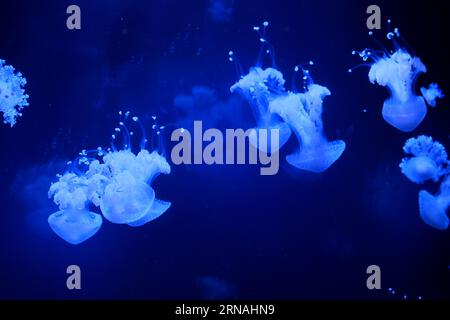 Slow motion Lion's crani di crostacei cianea capillata o pelo di gelatina anfibi su un leone di crani cianea capillata Vancouver Aquarium, BC, Canada Foto Stock