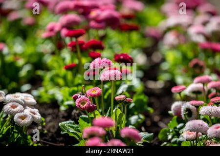 Bellis fiori in primavera, con messa a fuoco selettiva Foto Stock