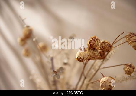 Vari oggetti di scena con un'atmosfera autunnale sotto la calda luce del sole pomeridiano. Foto Stock