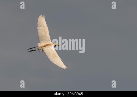 L'egret di bestiame è in volo su un cielo blu Foto Stock