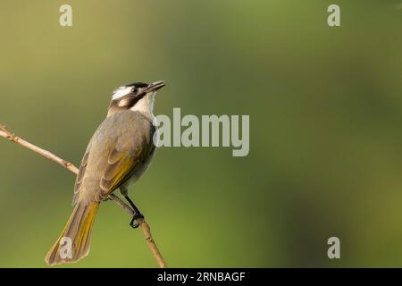 Bulbul ventilata e arroccata Foto Stock