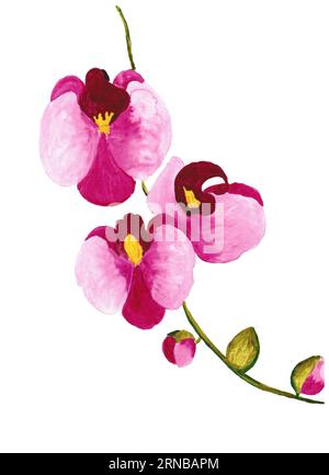 disegno a mano fiore di orchidea, disegno ad acquerello Foto Stock