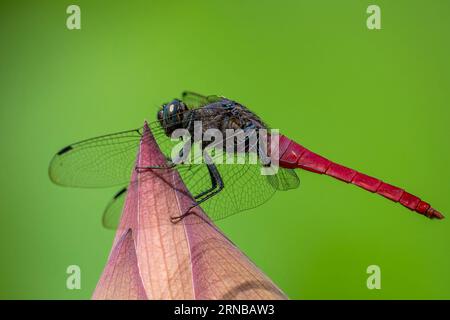 Dragonfly sul fiore di loto Foto Stock