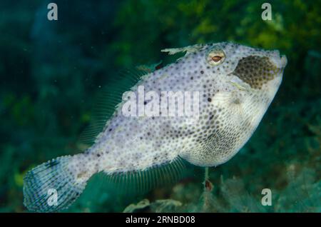 Blotchy Filefish, Pseudomonacanthus macrurus, sito di immersione di Laha, Ambon, provincia di Maluku, banda Sea, Indonesia Foto Stock