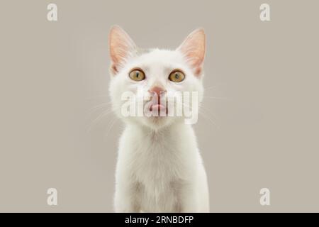 Ritratto gatto bianco e carino che sporca la lingua. Isolato su sfondo grigio Foto Stock
