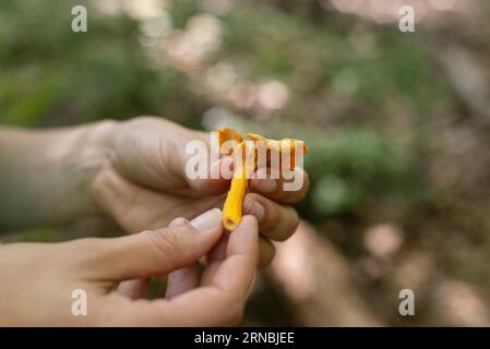 Mani che reggono un lampadario giallo appena forgiato nel bosco Foto Stock