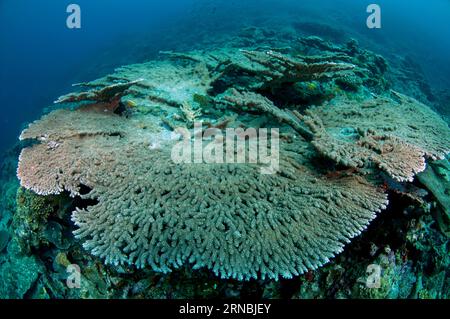 Table Coral, Acropora sp, grandi piatti che crescono su flusso lavico relativamente recente, Lava flow dive site, banda Neira, banda Islands, Maluku Province, banda Foto Stock