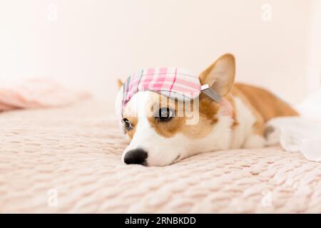 Carino corgi adagiato sul letto rosa che guarda lontano con la maschera addormentata Foto Stock