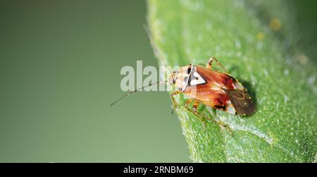 Armonia degli insetti: Scarabeo giallo arroccato su una foglia verde di girasole Foto Stock