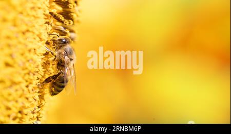 Nature's Collaboration: Sunflower and a Honeybee in Harmony Foto Stock