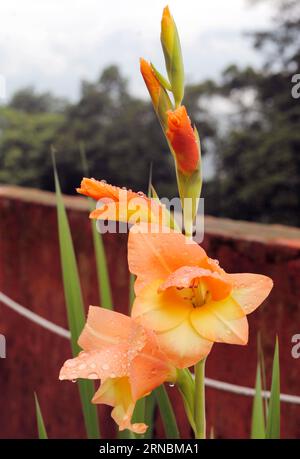 Il fiore di Gladii è fiorito durante il Monsone Foto Stock