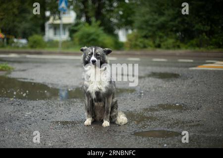 Cane randagio per strada. Animale domestico perso in città. Cane carino con un colore insolito. Foto Stock