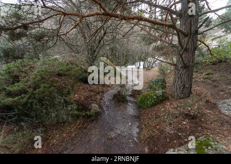 Paesaggio naturale e autunnale con un fiume nel mezzo del quadro e alberi senza foglie cadute a terra. Canencia, Madrid. Foto Stock
