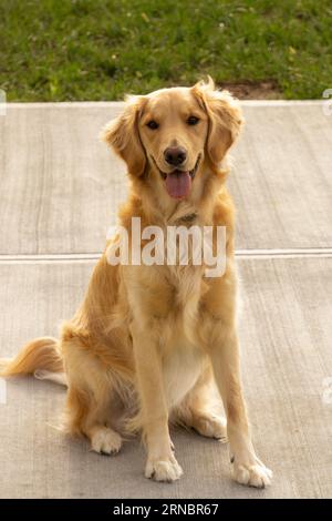 Golden Shepard seduto nel suo vialetto Foto Stock