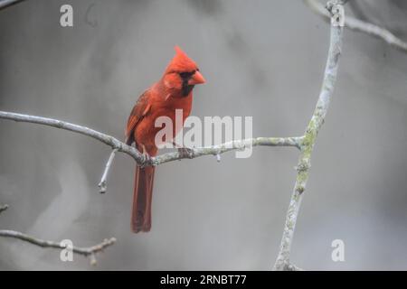 Red male Cardinal Bird in inverno Foto Stock